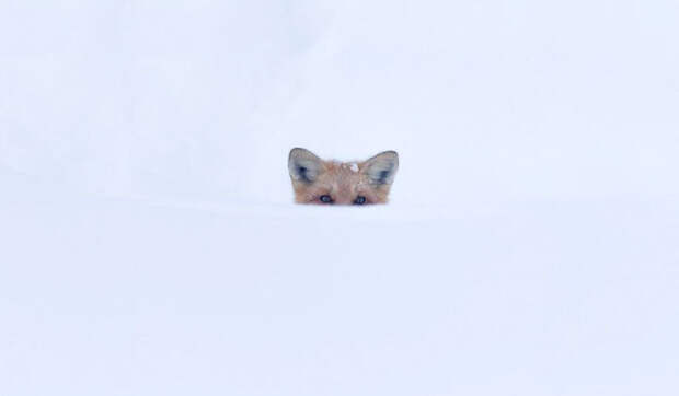 Winter Fox Photography