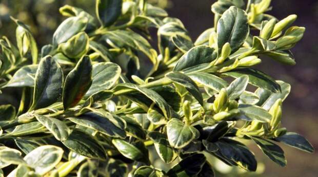 Самшит вечнозеленый Aureovariegata