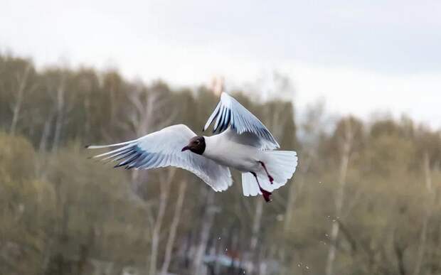 МЧС: ветер в Рязанской области 9 апреля усилится до 17 м/с