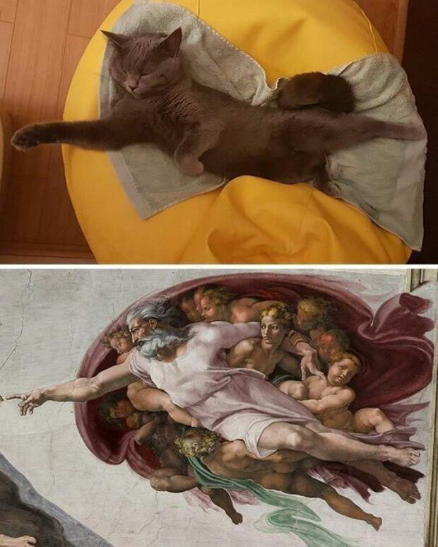 Котики, которые заснули в самых странных позах
