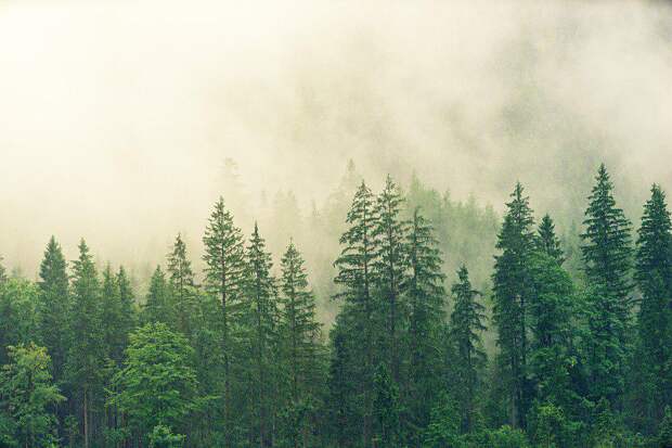 Лес. Фото: pixabay.com