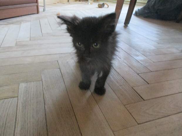 спасение котенка черный котенок