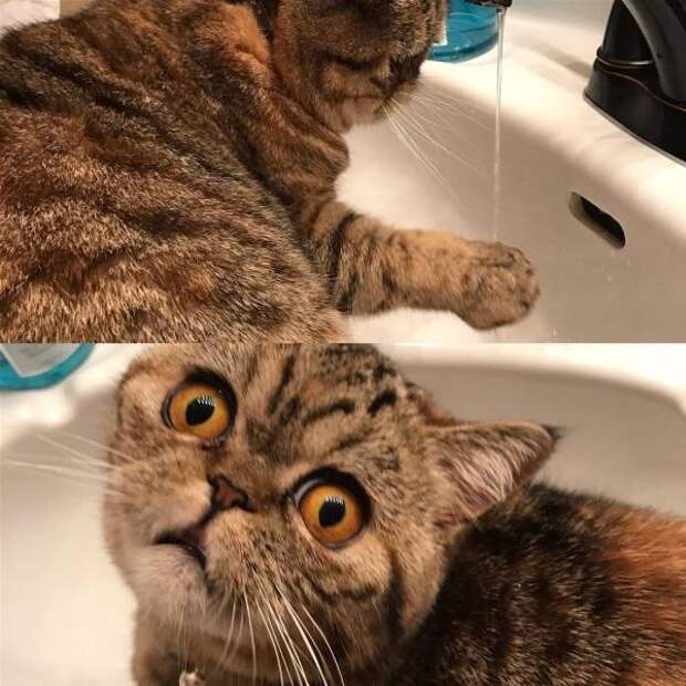 Кот и вода
