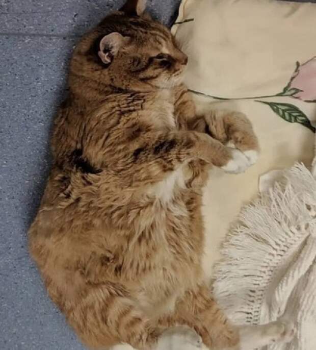 Рыжий кот Кот отдыхает
