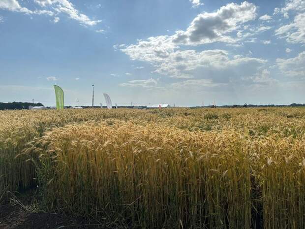 В РФ установили квоту на вывоз за пределы ЕАЭС ржи, пшеницы и ячменя