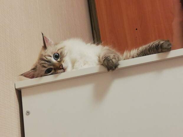 5. Ёся, которого не смогли оставить на улице добро, доброта, животные, люди, милота