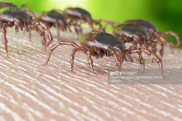 Parasites Parasites