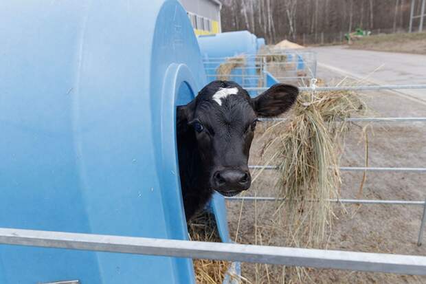 В Тульской области зафиксированы три случая заболеваний крупного рогатого скота