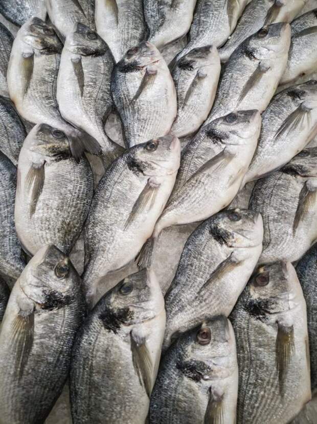 рыба