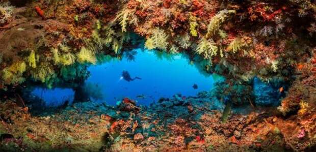 Полное погружение лучшие фотографии подводного мира 2020
