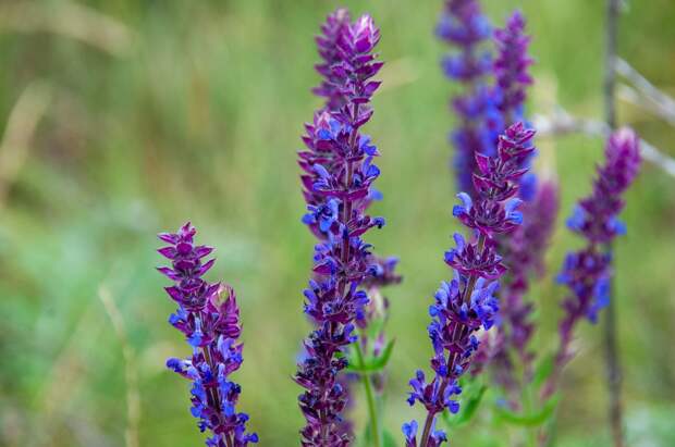 Юрист Слезкина: за выращивание шалфея может грозить до восьми лет лишения свободы