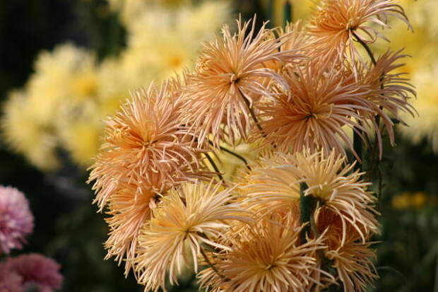 Хризантему садовую сорт Rayonnante Bronze можно использовать в цветочной кулинарии, фото автора