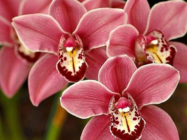 Раньше считалось, что орхидея — сильный женский талисман. Так ли это?