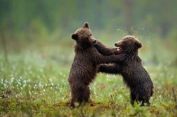 Бурые медвежата сразу после дождя решили побороться. Снимок сделан в Финляндии. Автор: Marsel van Oosten.