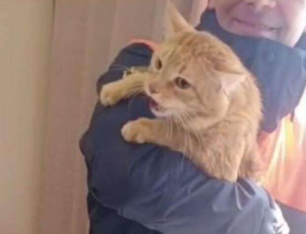 Рыжего кота-экстремала с улицы Ясный Берег спасли в Новосибирске