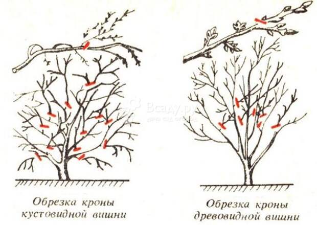 Обрезка вишни весной схема