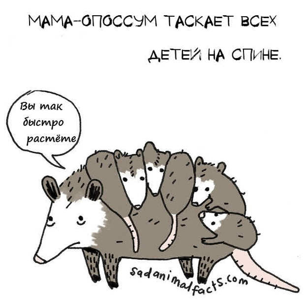 опоссум