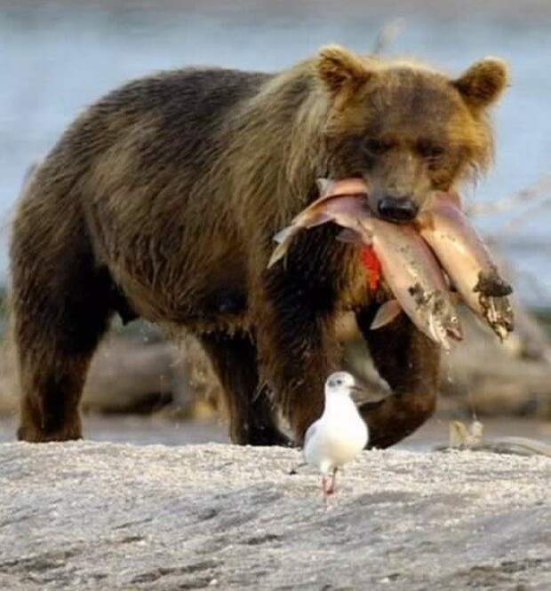 Новый год к нам мчится, скоро всё случится...)