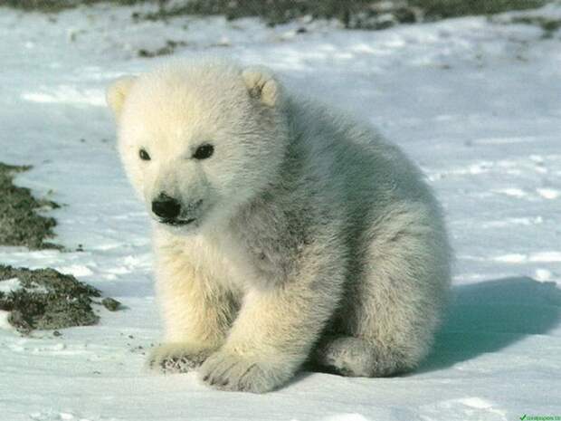 Спасение белого медвежонка арктика, армия, белый медведь, шойгу