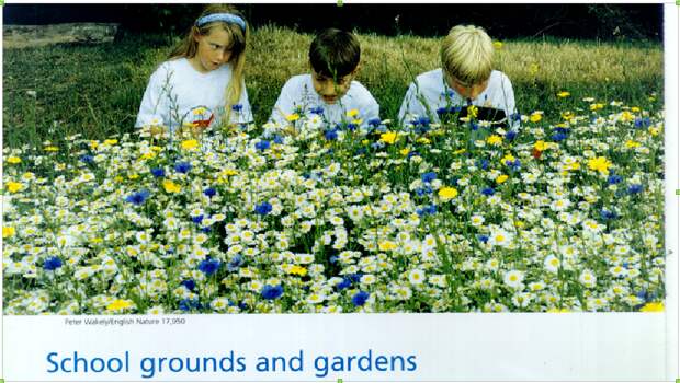Рис. 4. Уголок родной природы на школьном дворе. - People and Wildlife - working together. - Working today for nature tomorrow. - External Relations Team, English Nature, Northminster House, Peterborough, PE1 1UA. 2002. 12 p.