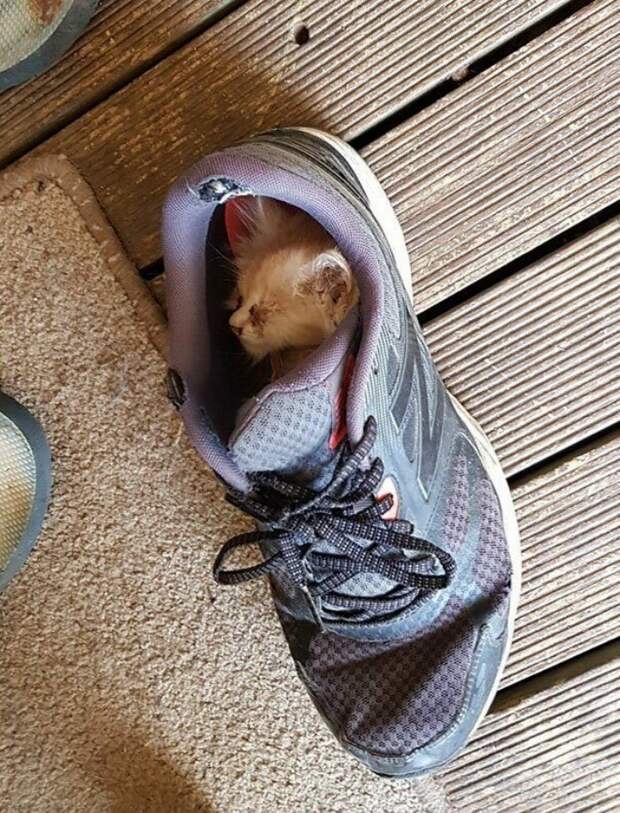 Котики, которые заснули в самых странных позах