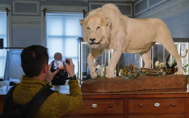 В африканской саванне можно побывать, не покидая город