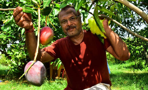 Фермер купил за бесценок саженец и воткнул в землю. Через несколько лет оказалось, что растение дает самые дорогие манго в мире