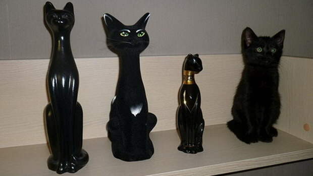 find-hidden-cat-camouflage-hide-and-seek-catouflage5