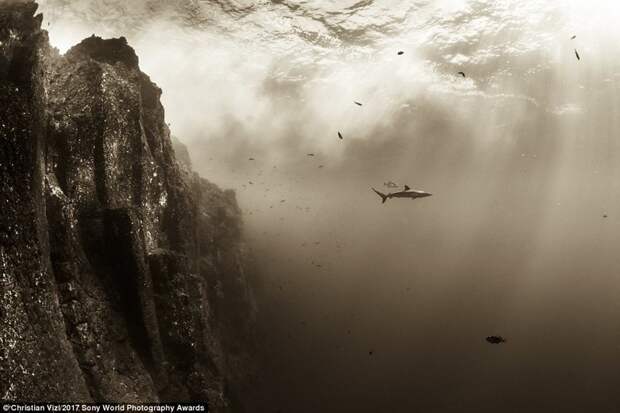 Шелковая акула у побережья островов Ревилья-Хихедо, Мексика Sony World Photography, Sony World Photography Awards 2017, фотоконкурс