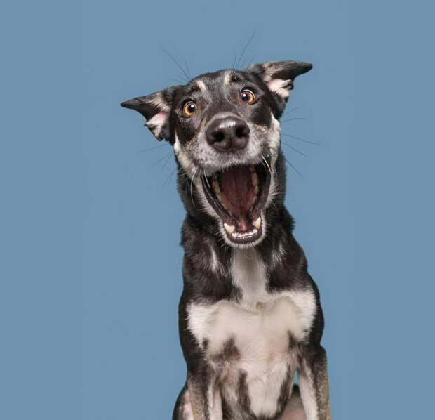 Такие разные характеры собак: фотопроект Elke Vogelsang Такие разные характеры собак: фотопроект Elke Vogelsang