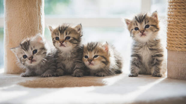 От кого произошли кошки