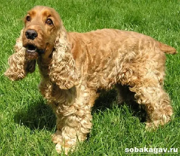 Американский кокер спаниель собака. Описание, уход и цена американского кокер спаниеля