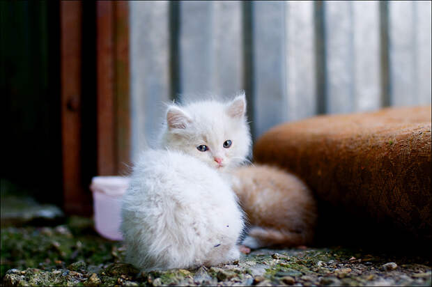 Котята и коты (27 фото)