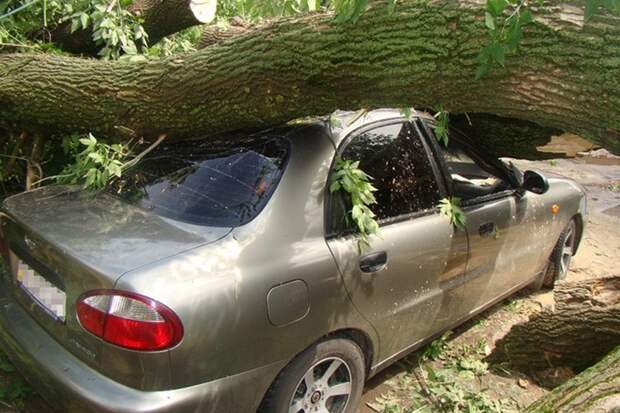 На машину из-за ветра упало дерево: что делать