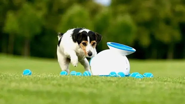 Улучшат жизнь питомца и хозяина: 6 полезных гаджетов для собаки