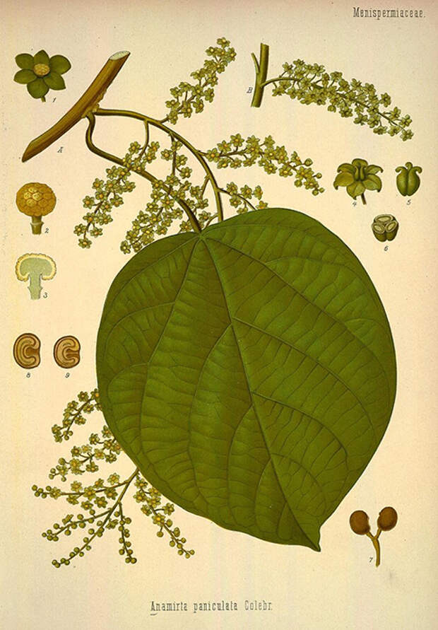 Анамирта коккулюсовидная. Ботаническая иллюстрация из книги Köhler’s Medizinal-Pflanzen, 1887.