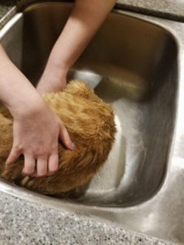 kitten-stuck-garbage-disposal1