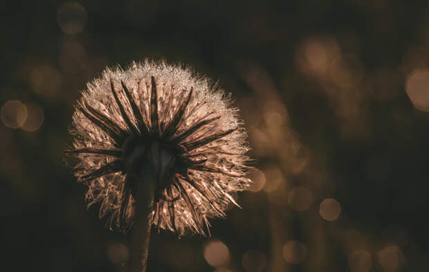 Dandelion... by Pascal ROQUES on 500px.com