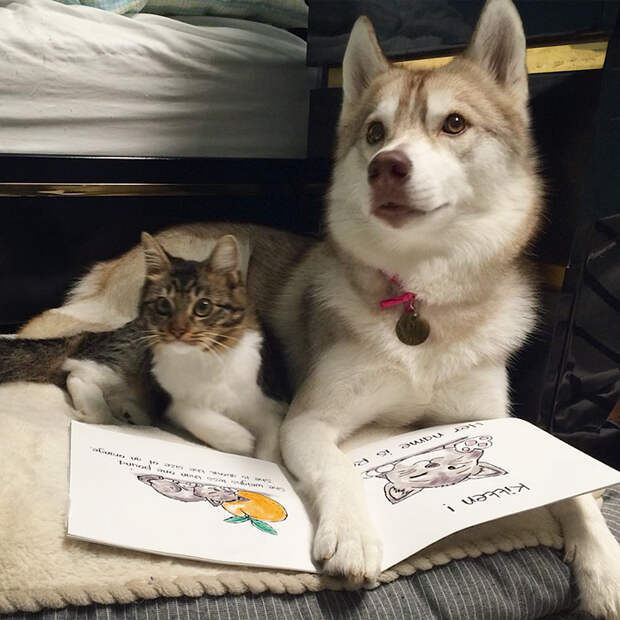 Без кота и жизнь не та