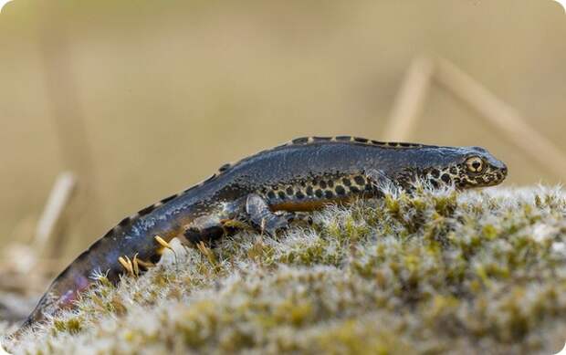 Альпийский тритон (лат. Ichthyosaura alpestris)
