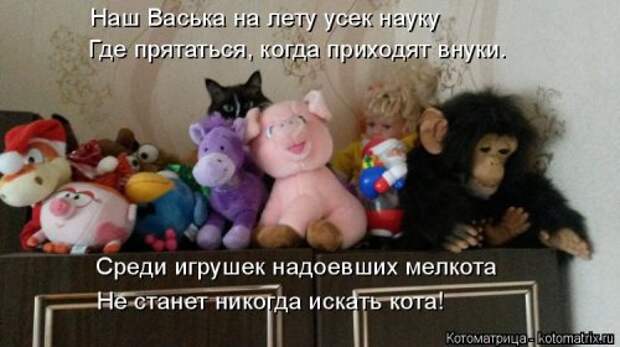 Лучшая котоматрица недели (35 фото)