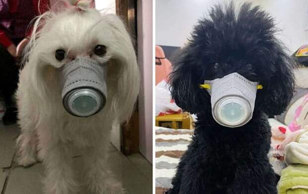 собаки в масках