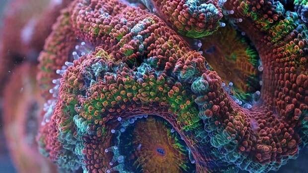 Медленная жизнь. Уникальные кадры морских организмов в движении в замедленной съёмке