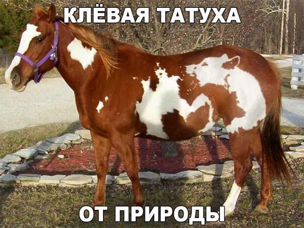 Забавные картинки с надписью до слез (12 фото) Забавные картинки с надписью до слез (12 фото)