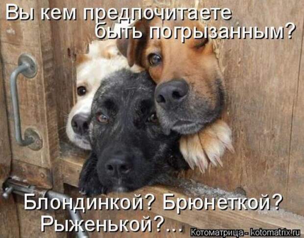 Котоматрицы (картинки с надписями)