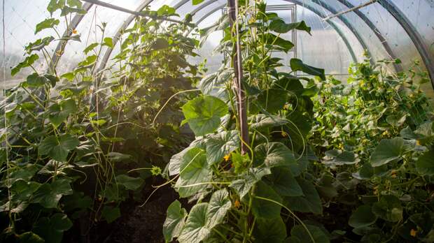 Чтобы рассада была крепкой: простая схема подкормки огурцов от опытного дачника