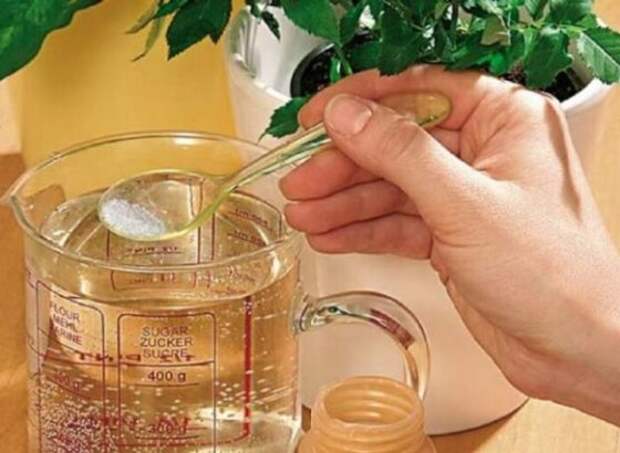 Что нужно добавлять в воду при каждом поливе, чтобы комнатные цветы пышали здоровьем и обильно цвели