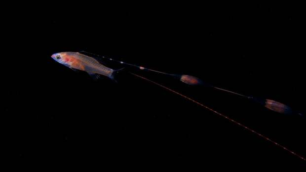 Ночная жизнь морских обитателей - такого вы еще не видели