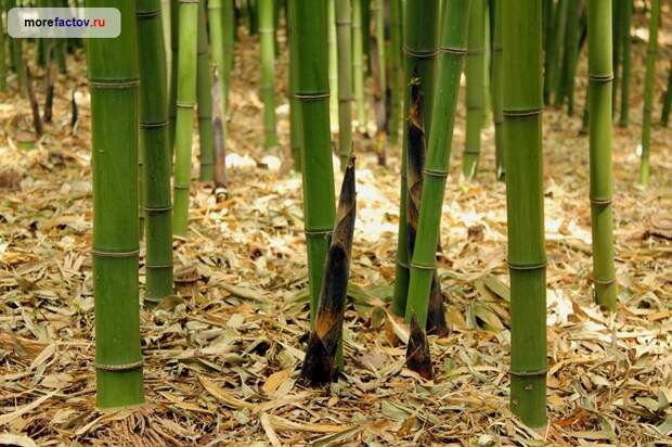 Пытка бамбуком