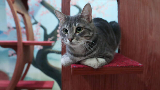 20 кошек заперли 90-летнюю хозяйку на балконе в Подмосковье